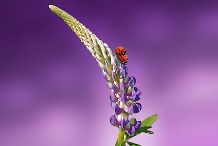 green and purple flower with shallow background thumbnail