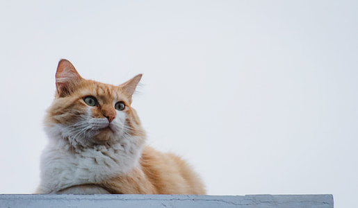 orange tabby cat thumbnail