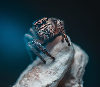 art, dark, animal, eyes thumbnail