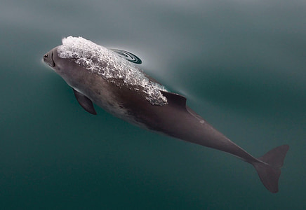 gray dolphin thumbnail