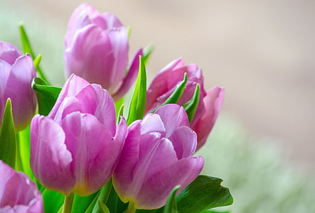 pink flowers with green leaf thumbnail