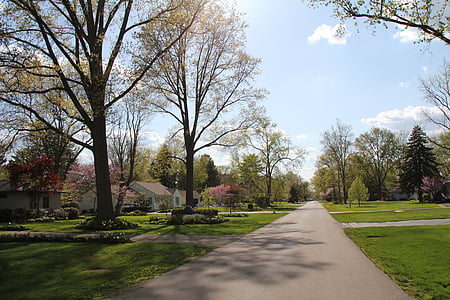 empty road surrounded with trees thumbnail