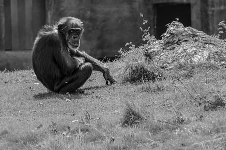 greyscale photography of monkey sitting near the plant thumbnail