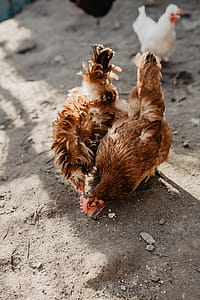 Farm chicken eating seeds thumbnail