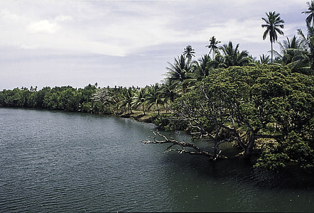 Landscape and forest at the Riverbank in the Philippines thumbnail