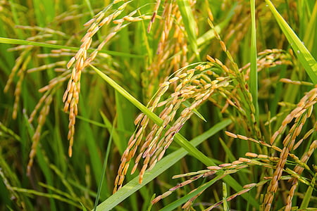 green leaf wheat thumbnail