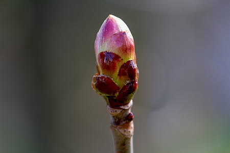 selective focus photo of red and green flower bud thumbnail