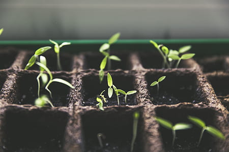 selective focus photography of plants thumbnail