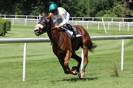 person riding brown horse outdoor thumbnail