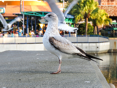 white gull on gray pavement thumbnail
