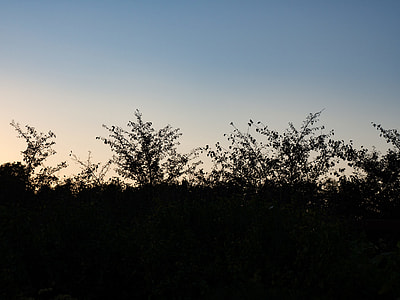 green trees thumbnail