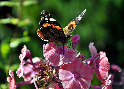 butterfly pollination thumbnail