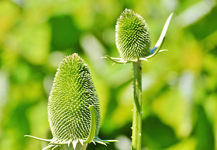 Advertiser Card, Dipsacus Sativus thumbnail