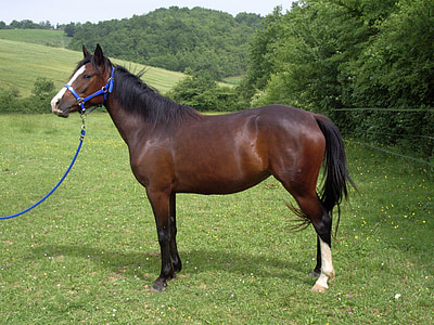 brown horse standing on grass field thumbnail