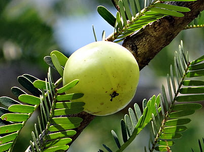 close up photography of round green fruit thumbnail