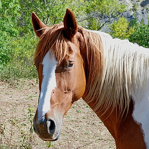 brown and white horse on grass fiedl thumbnail