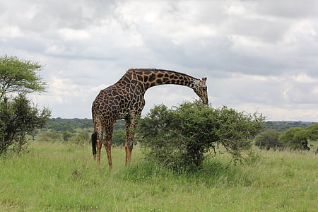 giraffe on green grass thumbnail