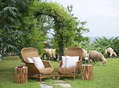 herd of sheep behind green plant arbor near two brown wicker sofa chair on lawn thumbnail