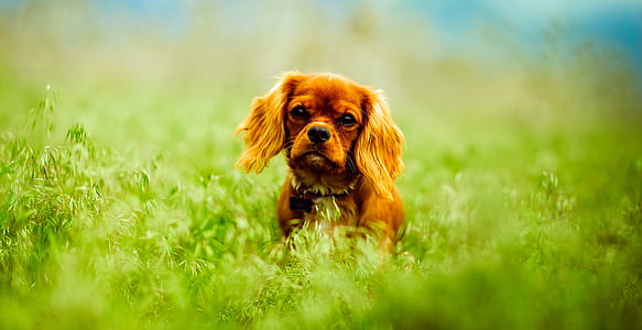 tan cavalier king charles spaniel puppy thumbnail
