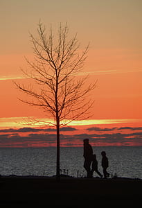 silhouette of one adult and two kids walking near sea and bare tree during golden hour thumbnail