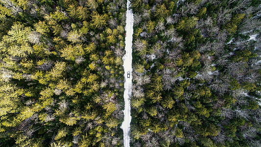 aerial photography of road between green trees thumbnail