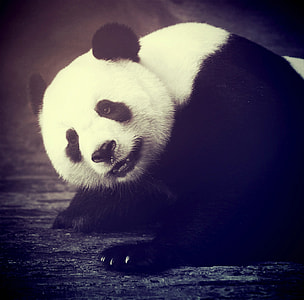 Panda Bear sits on floor thumbnail