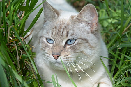 shallow photography of white and brown cat thumbnail
