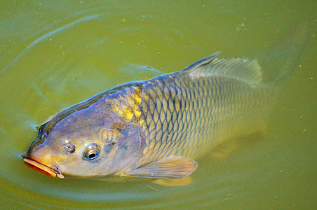 gray and yellow fish on water at daytome thumbnail