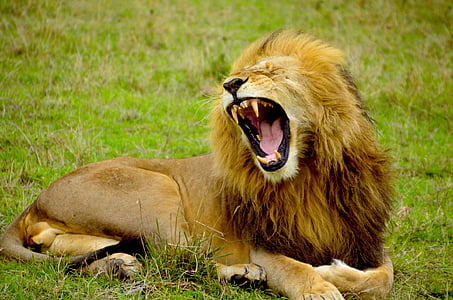brown lion lying on grass thumbnail