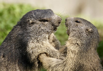 two gopher animals in selective focus photography thumbnail