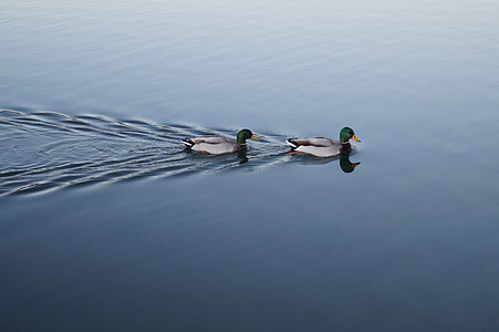 two mallard ducks in body of water at daytime thumbnail