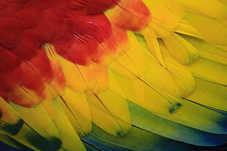 Scarlet Macaw feather thumbnail