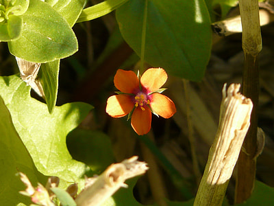 Acker Anagallis, Agricultural Plant thumbnail