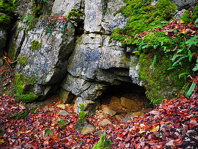 red leaf beside wall thumbnail