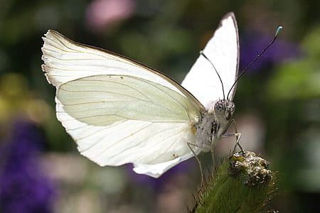 white cabbage butterfly on green plant thumbnail