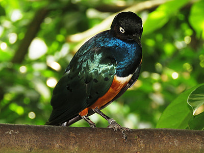 Shining Bird, Colorful thumbnail