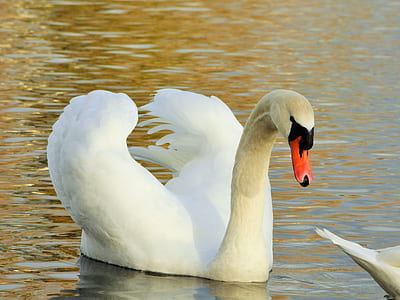 white swan on body of water thumbnail