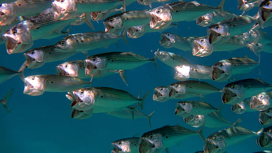 shoal of fish thumbnail