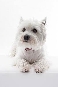 adult West Highland white terrier thumbnail