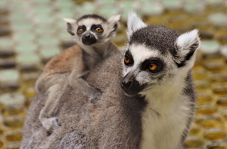 two gray and black animals thumbnail