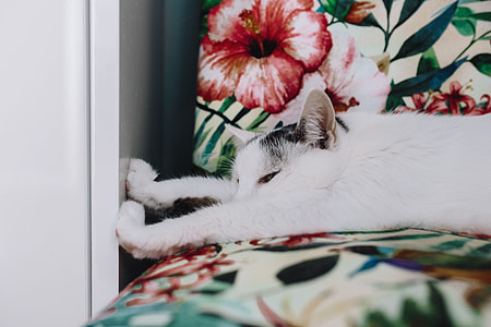 Essential element to support a wall unit - the cat thumbnail