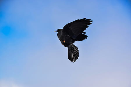 time lapse photography of flying common blackbird thumbnail