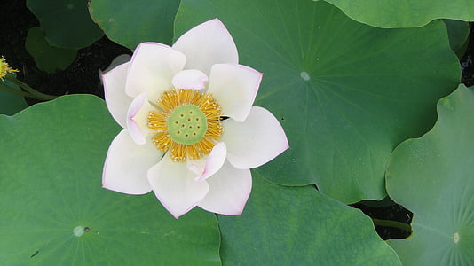 white petaled flower thumbnail