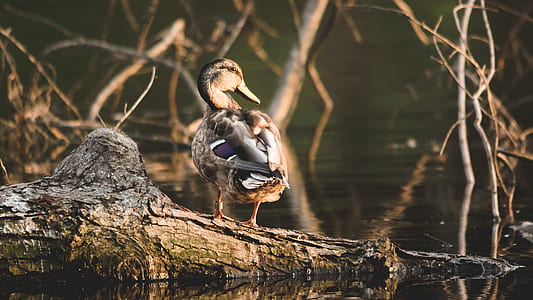 black and brown duck standing on tree trunk thumbnail