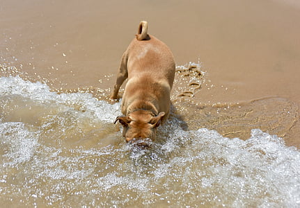 short-coated brown dog drinking on river thumbnail