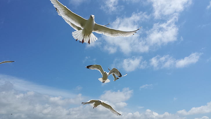 three flying doves