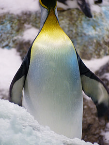King Penguin, Penguin thumbnail