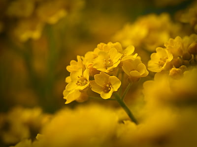 selective focus photography of yellow petaled flowers thumbnail