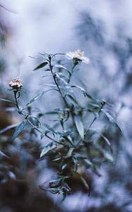 white petaled flower in selective focus photography thumbnail