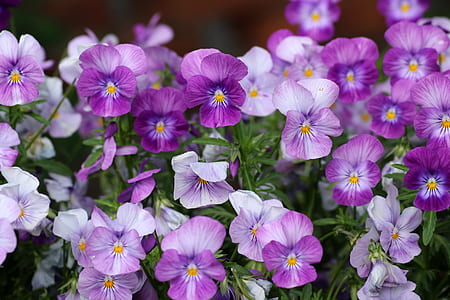 purple-and-white pansy flowers in bloom thumbnail